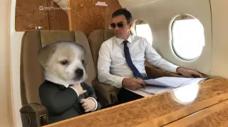 Carte meme Perro Sanxe, rareté commune