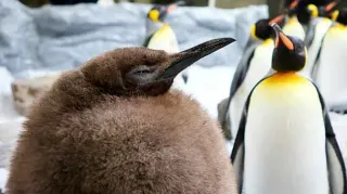 Pesto the Penguin meme card, common rarity