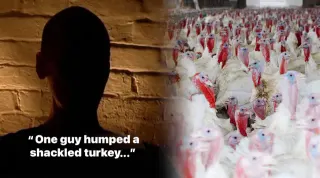PETA Butterball Turkey Video meme card, common rarity