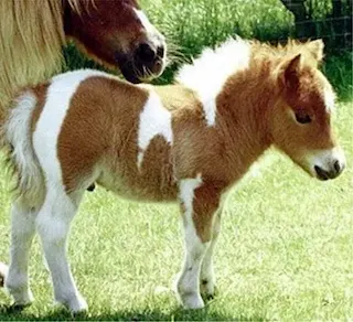 Carta meme Petit poney, rarità leggendaria