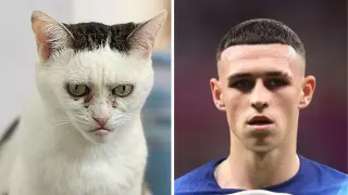 Phil Foden Cat Lookalike meme card, common rarity