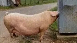 Carte meme Pig Electrocuted GIF / Exploding Pig, rareté commune