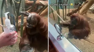 Pointing Orangutan meme card, common rarity