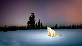 Polar Bear 2026 meme card, common rarity