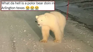 Carte meme Polar Bear In Arlington Texas, rareté commune