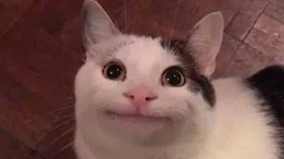 Polite Cat meme card, epic rarity