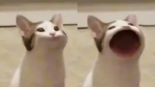 Pop Cat meme card, epic rarity