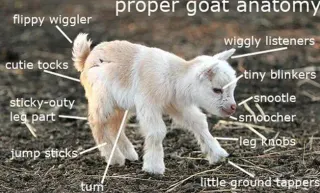 Carte meme Proper Anatomy, rareté commune