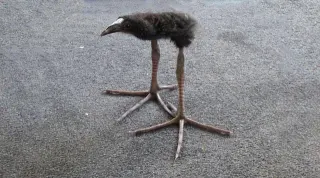 Pūkeko meme card, rare rarity