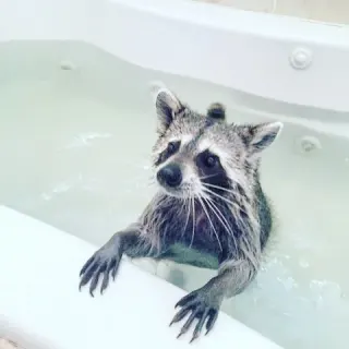 Pumpkin the Raccoon meme card, common rarity