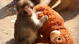 Punch the Monkey (Ichikawa City Zoo) meme card, common rarity