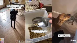 Put Your Dog On A Diet Challenge meme card, common rarity