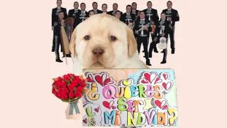 ¿Quieres Ser Mi Novia? meme card, common rarity