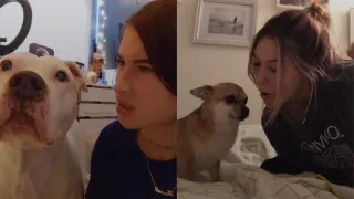 Rapping To Pets meme card, common rarity