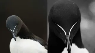 Razorbill (Cuntimal) meme card, common rarity