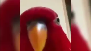 Red Bird Laughing Then Staring meme card, common rarity