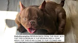 REDRUM BACK FROM THE DEAD meme card, common rarity