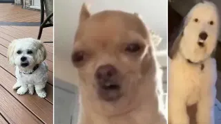 Revive App Singing Animals meme card, common rarity