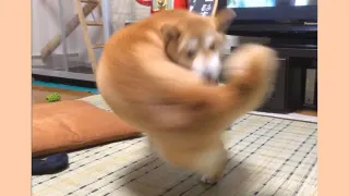 Right-Hook Dog meme card, rare rarity