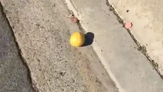 Rolling Lemon meme card, common rarity