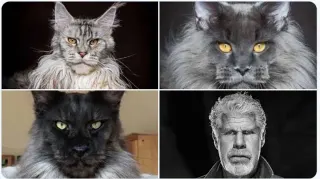Carte meme Ron Perlman Cats, rareté commune
