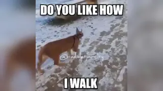 Ruler of Everything / Do You Like How I Walk? meme card, rare rarity