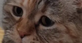 Carte meme Sad Cat Meowing, rareté commune