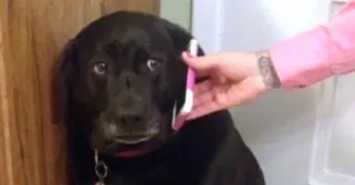 Sad Dog on the Phone meme card, common rarity