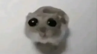 Sad Hamster / Hamster With Big Eyes meme card, rare rarity