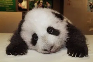 Sad Panda meme card, epic rarity