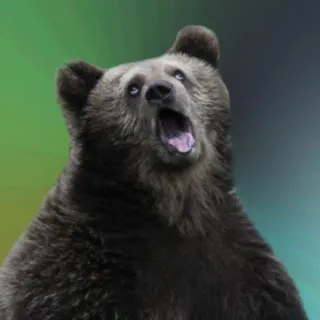 Sarcastic Bear meme card, common rarity