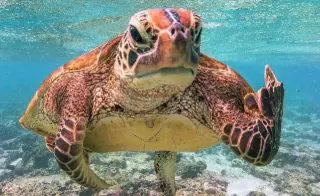 Save The Turtles meme card, common rarity