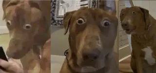 Carte meme Scared Dog Meme / Belle The Dog, rareté commune