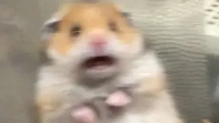 Scared Hamster meme card, rare rarity