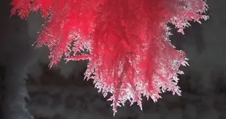 SCP-009 / Red Ice meme card, common rarity