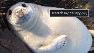 Carte meme Scratch My Bellayyyy, rareté commune