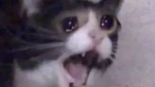 Screaming Cat meme card, rare rarity
