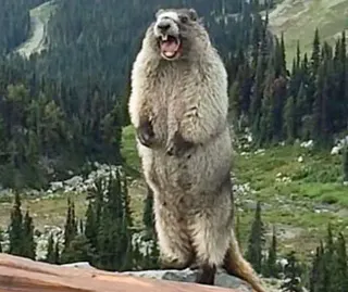 Screaming Marmot meme card, rare rarity