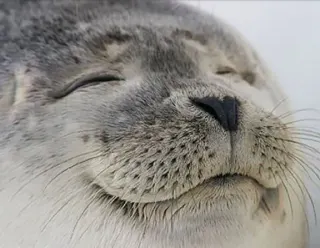 Seal of Approval meme card, rare rarity