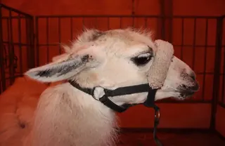 Carte meme Serge le lama, rareté mythique
