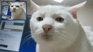 Serious Cat meme card, epic rarity