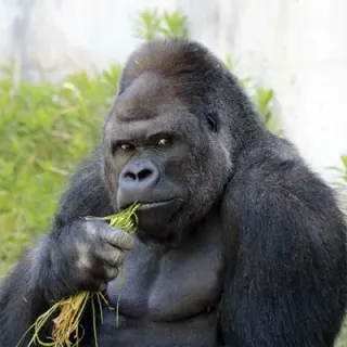 Carte meme Shabani the Gorilla, rareté commune