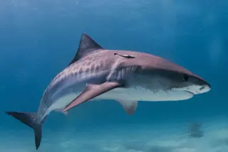 Carte meme Sharks, rareté commune