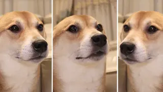 Shiba Inu Dancing meme card, common rarity