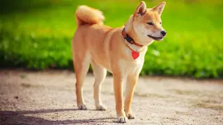 Shiba Inus / Shibes meme card, common rarity