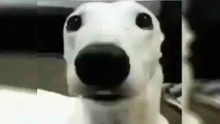 Shivering Dog / Chattering Teeth meme card, common rarity