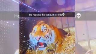 Shocked Tiger / He Realized He Not Built For This meme card, common rarity