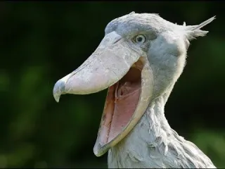 Shoebill Stork meme card, rare rarity