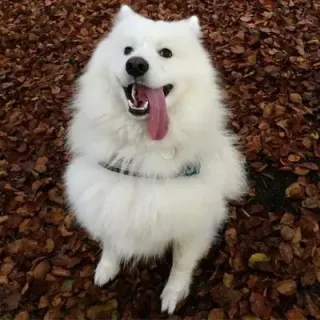 Shoob meme card, common rarity