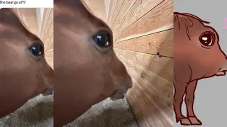 Carte meme Side Eye Horse, rareté rare